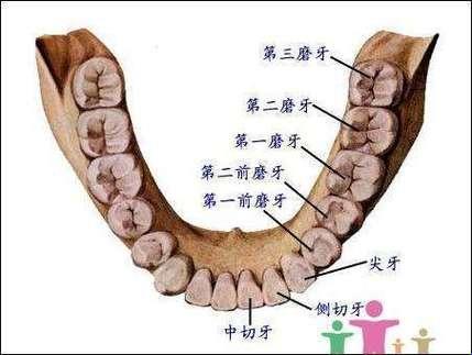 咬口不提，最里面的牙是哪位隐士？