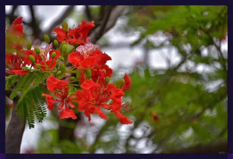 火树银花，别名笑谈