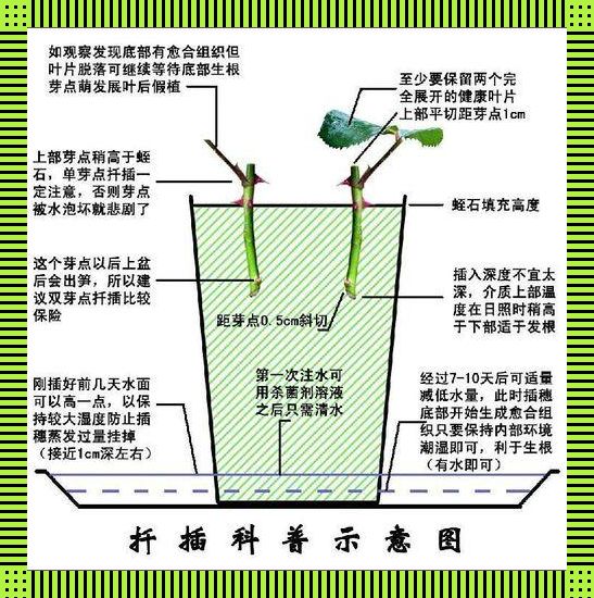 欧式45种插花奇术，画面太美让人瞪大眼