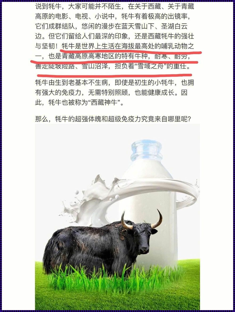 喝牦牛奶，心得了个独：愚公移山的奶味儿