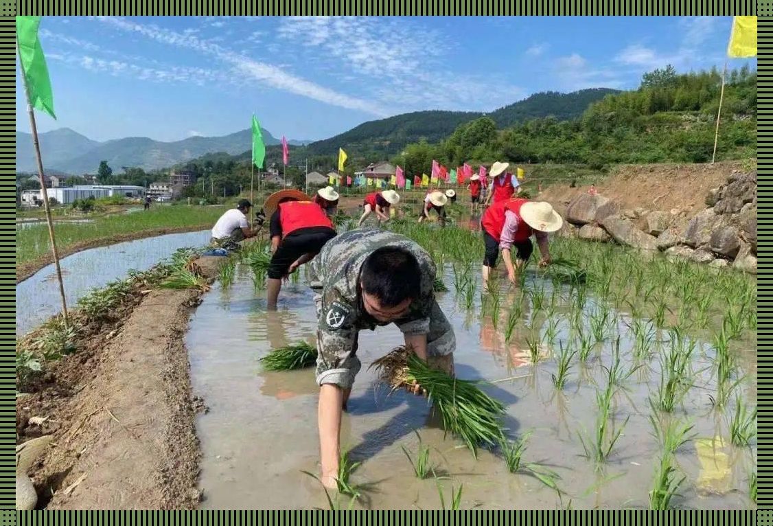 耕云播雨，奇形怪状地块的插秧奇谋