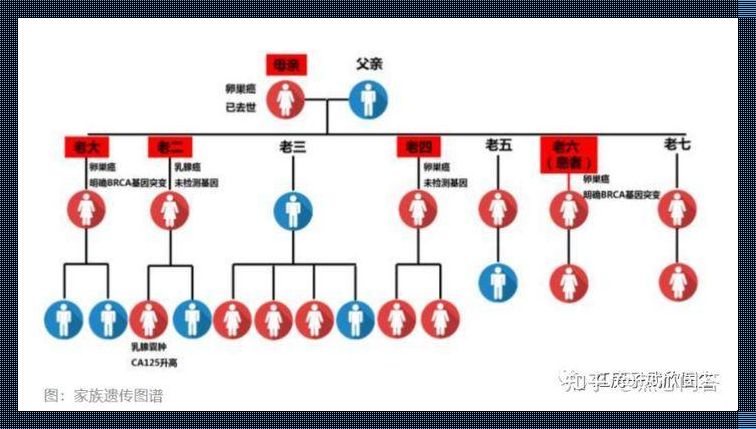 共性狂欢：家族密码笑谈间