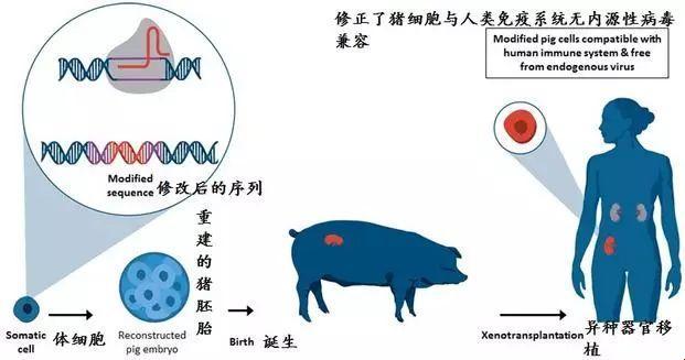 猪潮来袭！999猪基因序列与人类DNA的神奇“亲密接触”