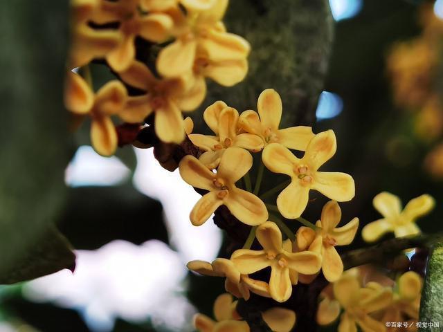 笑谈：杨大壮和田桂花的新篇章，潮起潮落